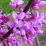 Cercis canadensis.png